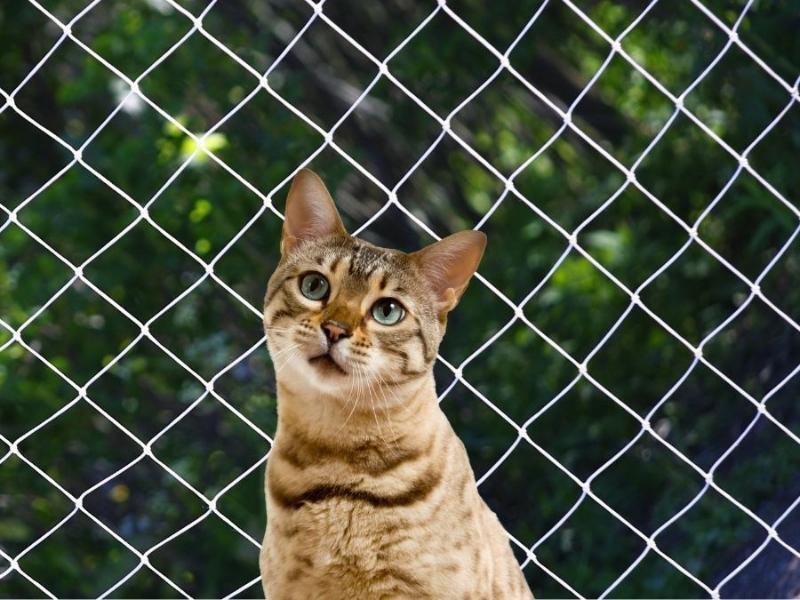 Telas de segurança anti-pombos em Uberlândia