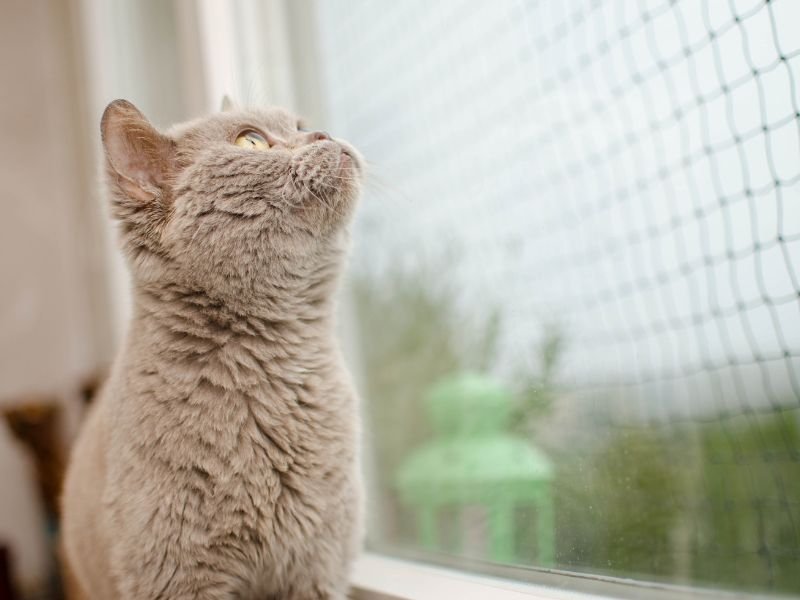 Rede para janelas para sua casa em Uberlândia