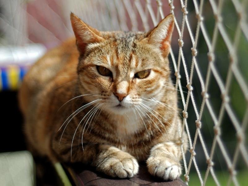 Redes de proteção para escolas em Uberlândia